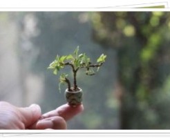 指の上の盆栽