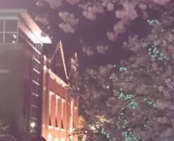 桜