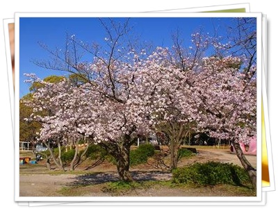 大阪でお花見バーベキューができる場所は 開花時期も紹介